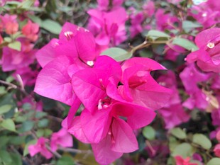 艳丽三角梅绽放