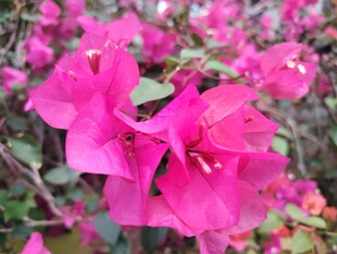 娇艳三角梅绽放