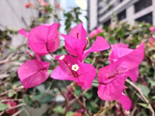 娇艳三角梅绽放