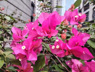 娇艳三角梅绽放