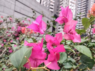 娇艳三角梅绽放于城市间