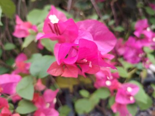 娇艳三角梅绽放