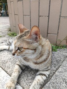 户外休憩的条纹猫咪