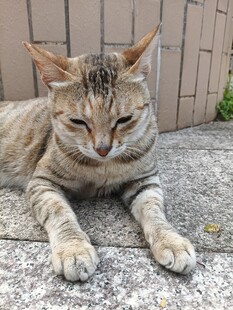 慵懒猫咪惬意趴卧