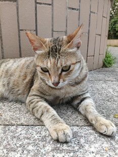 趴在地上的条纹猫咪