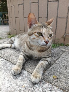 慵懒猫咪惬意趴地