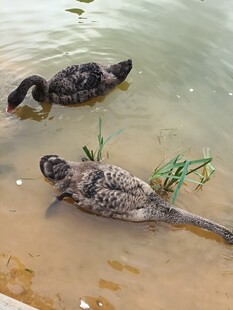 岸边休憩的黑天鹅