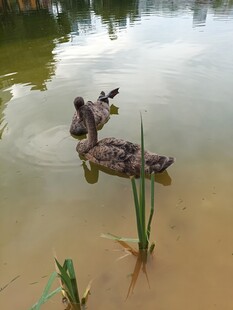 水中嬉戏的可爱小鸭子