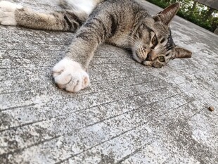 慵懒猫咪惬意躺卧石面