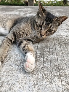 慵懒猫咪惬意躺地