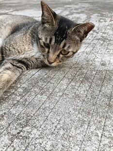 慵懒猫咪趴地休憩