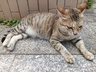 趴在地上的条纹猫咪