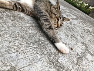 猫咪惬意躺卧在石板上