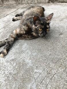 慵懒猫咪惬意躺地