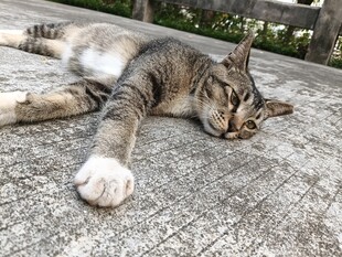 猫咪惬意躺卧在石板上
