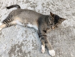 躺卧的可爱小猫咪