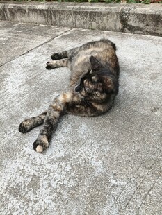 慵懒猫咪惬意躺地