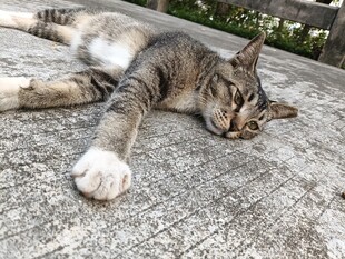 猫咪惬意躺地睡大觉