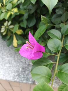 娇艳三角梅绽放绿叶间