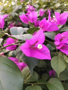 娇艳三角梅绽放美丽瞬间