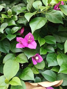 绿叶丛中的娇艳紫花