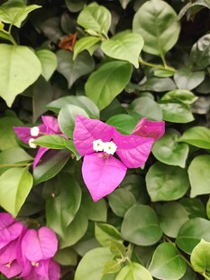 娇艳三角梅绽放绿叶间