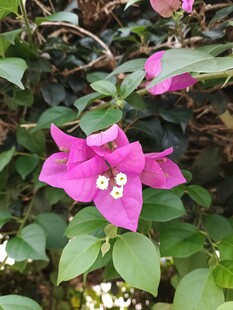 娇艳三角梅绽放绿叶间