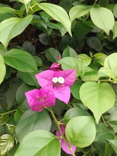 娇艳三角梅绽放绿叶间