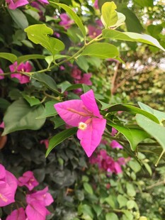 娇艳粉色花朵绽放绿叶间