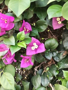 娇艳三角梅绽放绿叶间