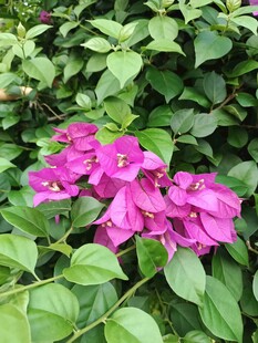 娇艳三角梅绽放绿叶间