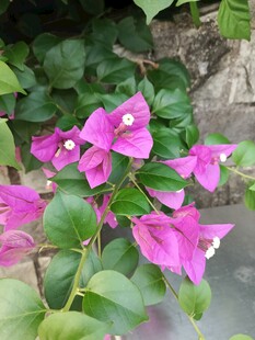 娇艳三角梅绽放