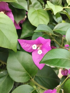 娇艳三角梅绽放绿叶间