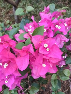 艳丽三角梅绽放