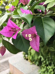 娇艳三角梅绽放绿叶间