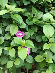 绿叶丛中的娇艳紫花