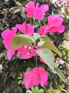 娇艳三角梅绽放