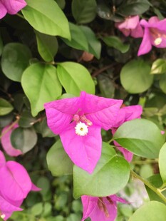 娇艳三角梅绽放