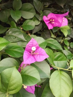 娇艳三角梅绽放绿叶间