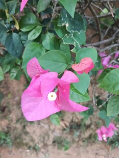 娇艳三角梅绽放