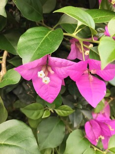 娇艳三角梅绽放绿叶间