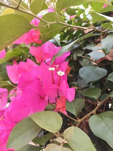 艳丽三角梅绽放