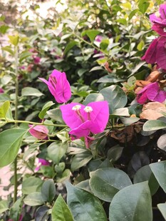 娇艳仙客来绽放绿叶间