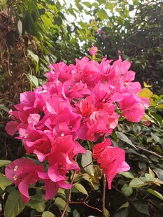 艳丽三角梅绽放