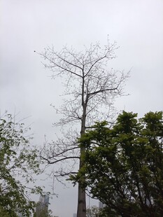 孤树挺立在葱郁树林间