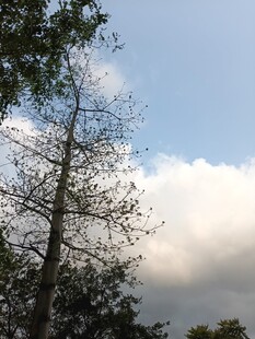 蓝天旁的枯树与云朵