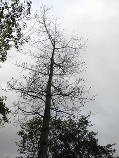 光秃树木与阴沉天空