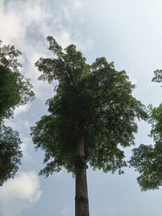 高耸入云的挺拔大树