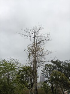 枯树立于绿植间