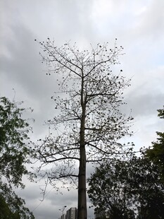 孤树挺立在阴云天空下